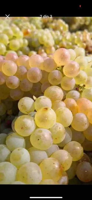 Vand Struguri de Vin