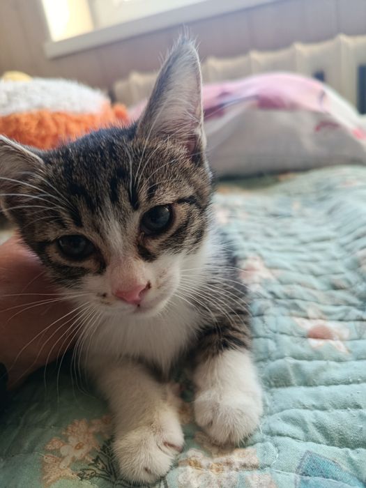 Котята в добрые, ответственные руки