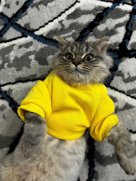 Продаю котенка
Порода: мама — британка, папа — сибиряк