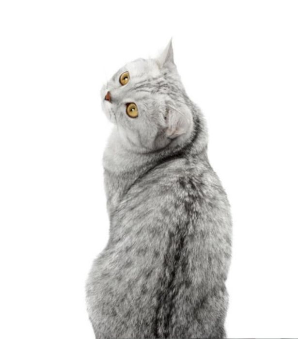 Отдам кота бесплатно
