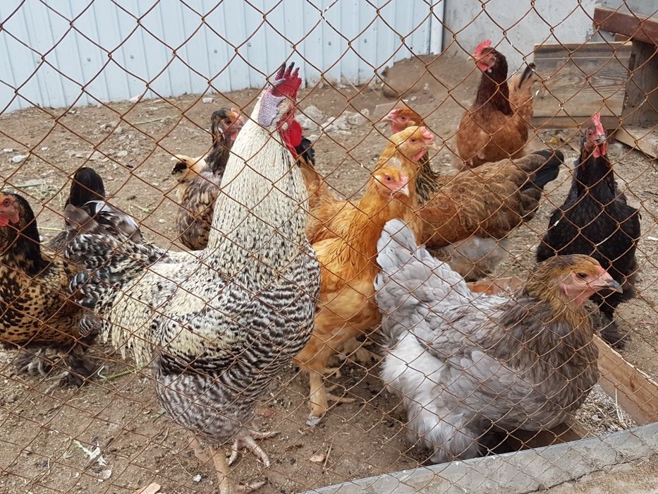 Продам домашних кур