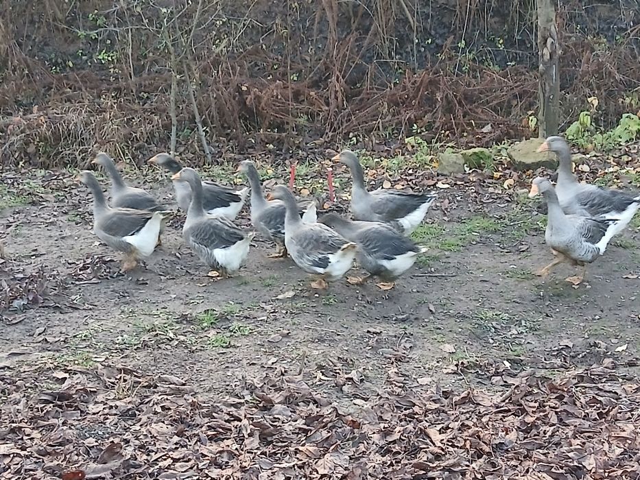 Tineret gasca de vanzare