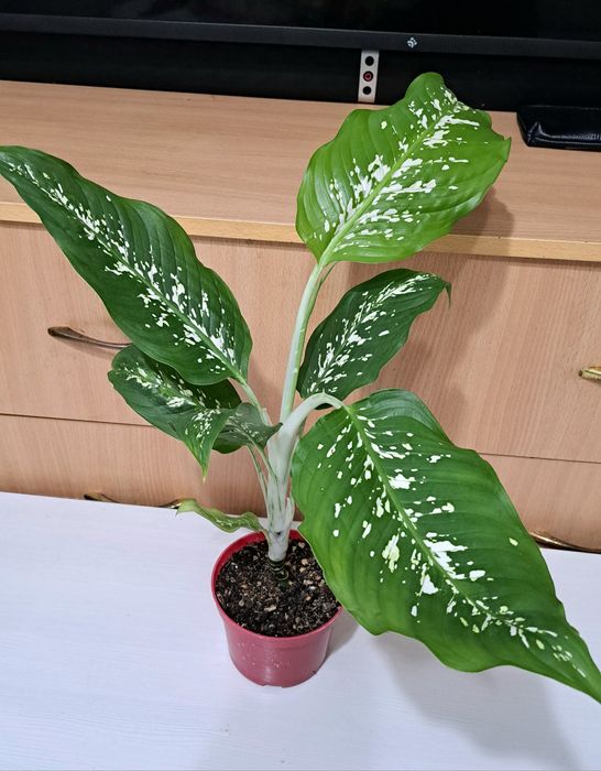 Продам диффенбахию