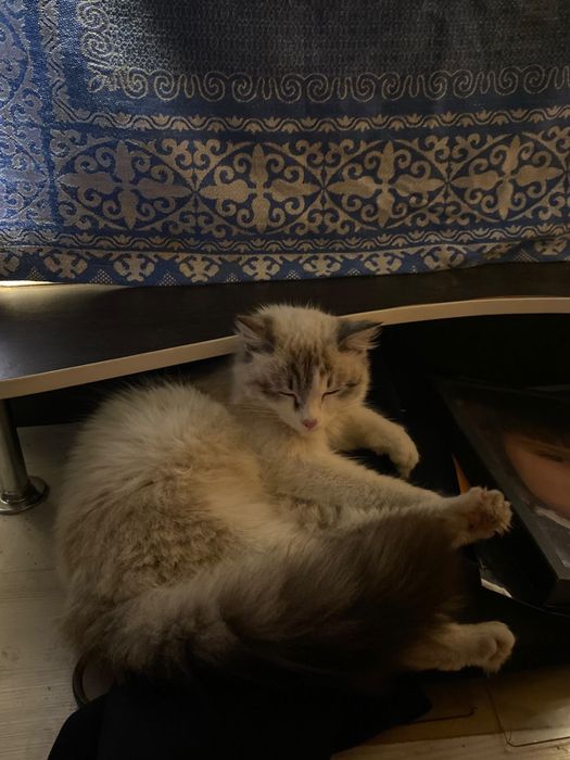 Кот в добрые руки