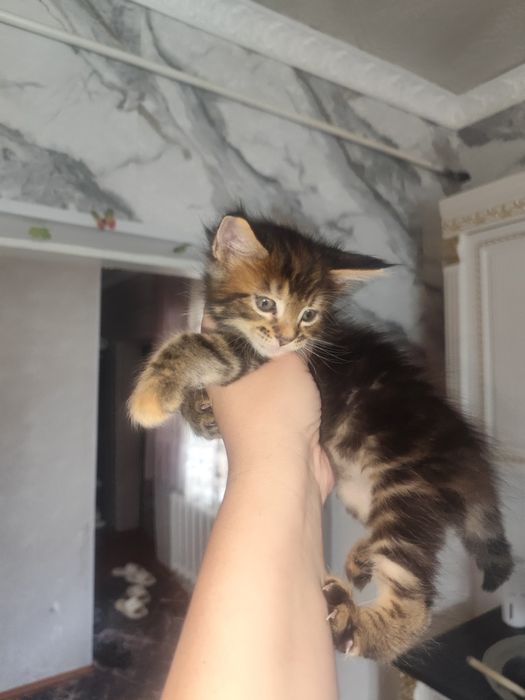 Мейн кун чистокровные