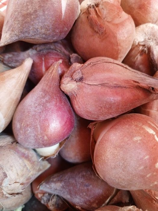 Акция  тюльпаны шок цена по 10тг