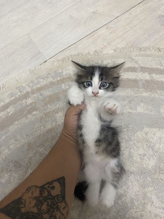 В добрые руки котенки