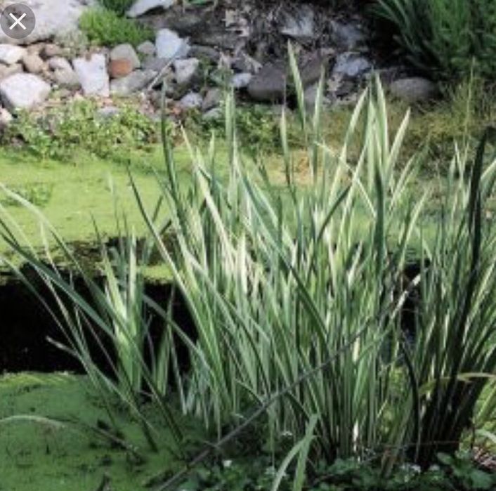 Plante acvatice pt Iazuri