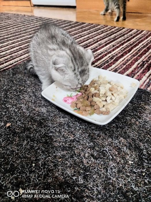 Котята Шотландской вислоухой