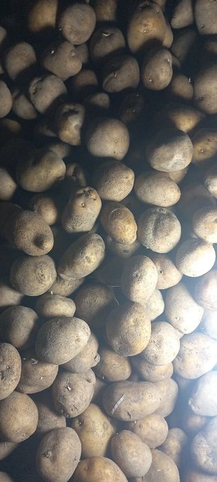 Картофель домашний семенной , ведро 3000