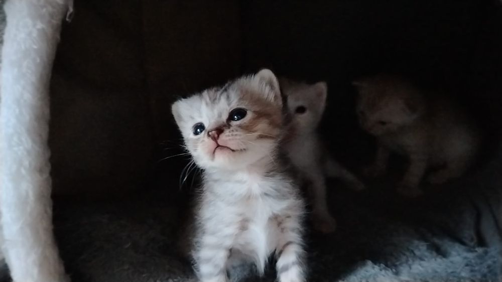 Бронь! Шотландские мраморные девочки