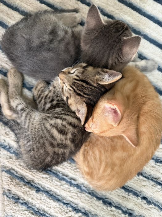 Отдам котят в хоршие руки