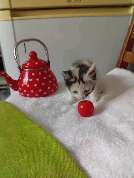 Отдам даром котенка