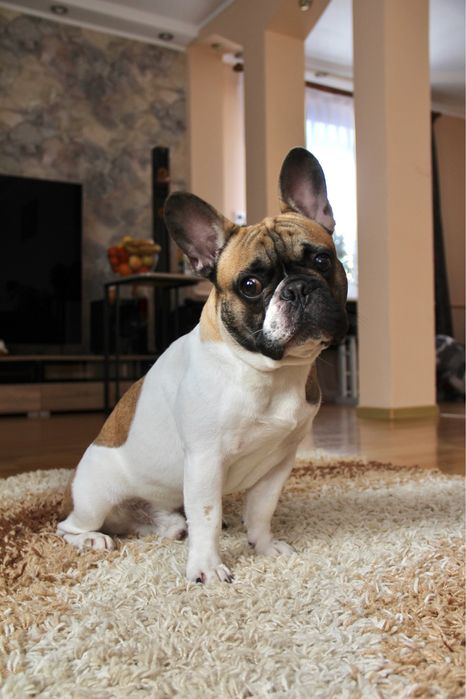 Французский бульдог вязка