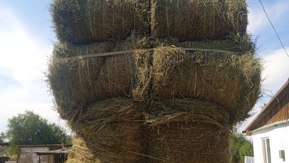 сено люцерна жоношка урлон жоношка