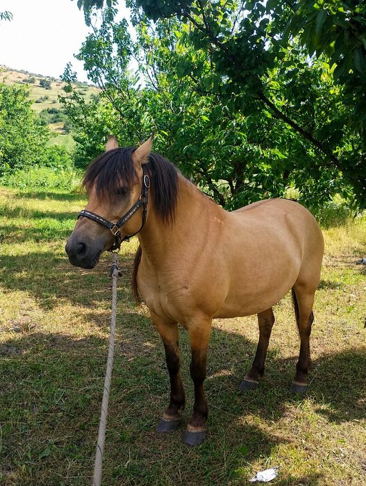Cal de vânzare vârsta cinci ani