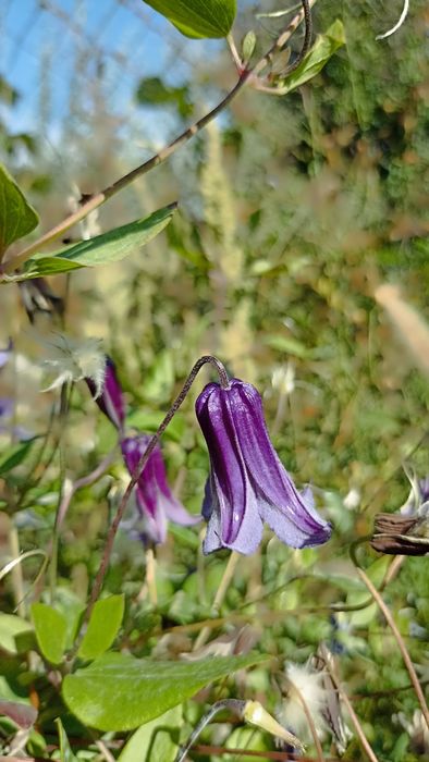 Клематисы. Лианы для сада.