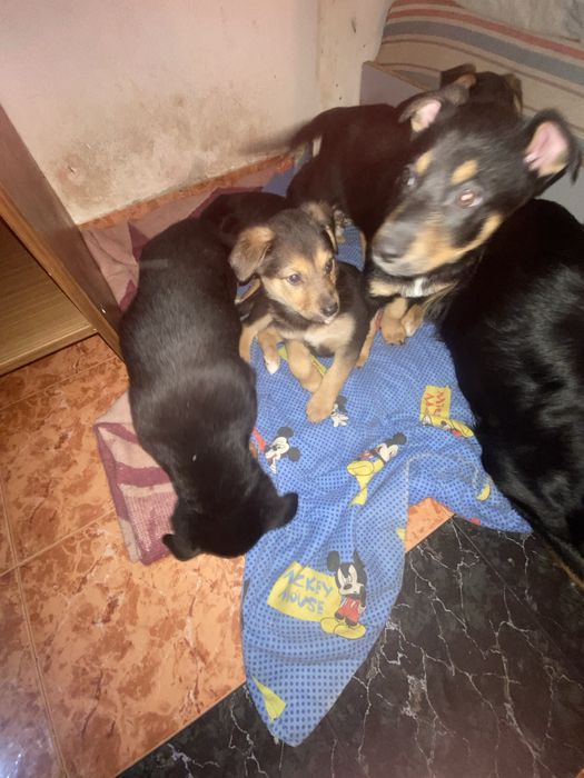 Подарявам кученца на два мевеца