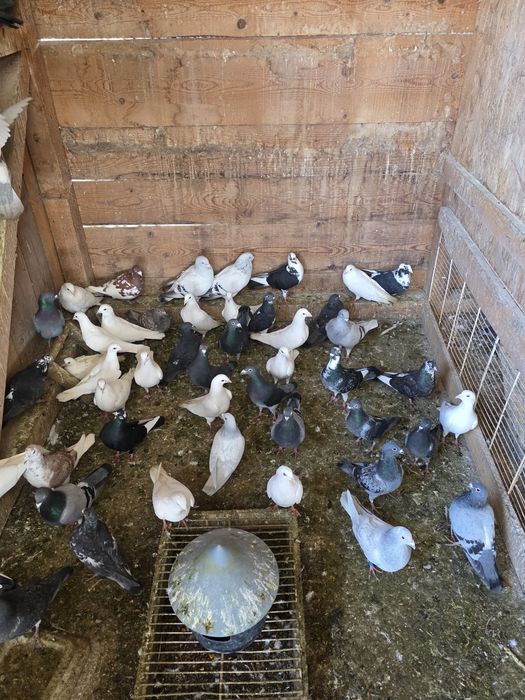 Porumbei voiajori  albi si colorati