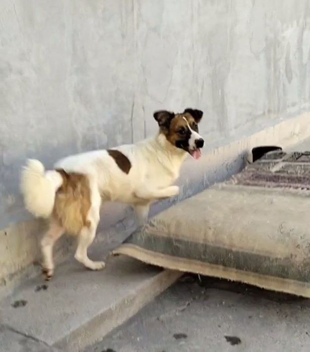 Пристраивается молодой кабель