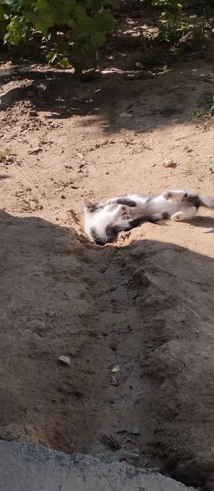 Котенок бесплатно!