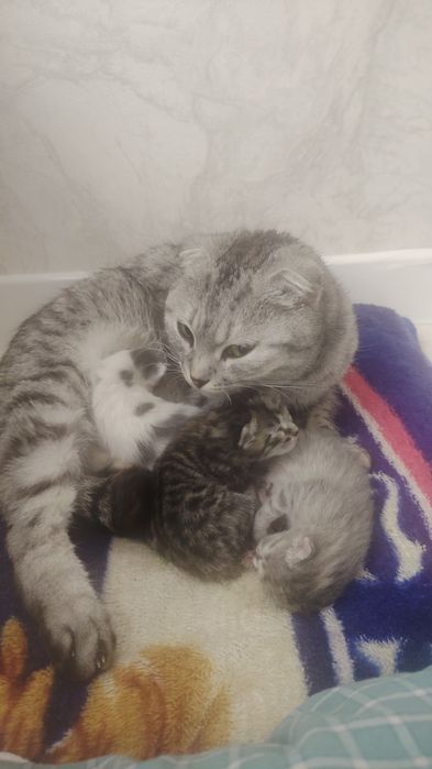 Вислоухо домашние