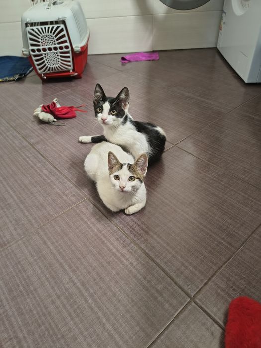 Adopție pisici abandonate