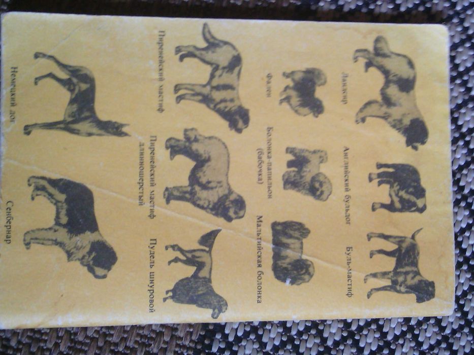 Собаки животные собаки