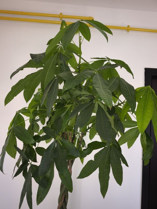 Arborele banilor Pachira tulpina impletita
