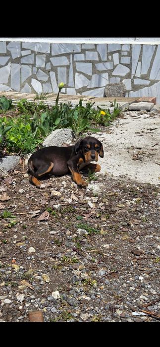 Гонче - Подарявам ловни кучета