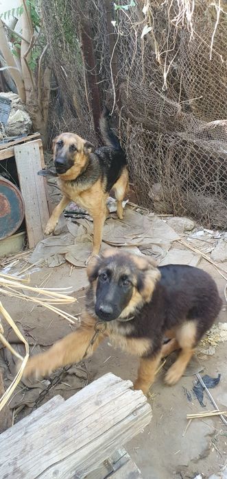 НЕМЕЦКИЙ апчарка