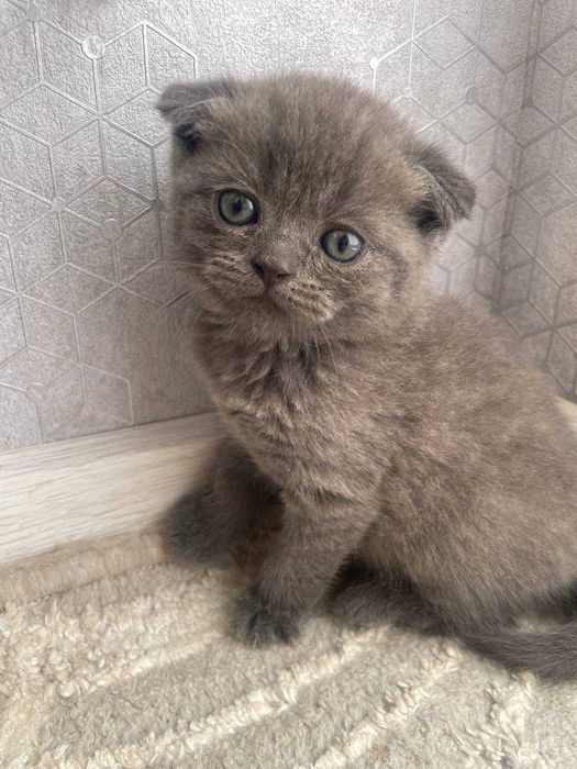 Элитные котята от чистокровных родителей!!!