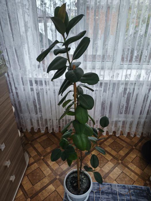Продам Фикус высота 1,5 метра