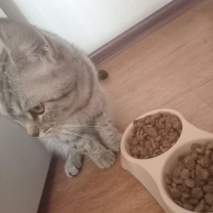 Мысық марғауымен