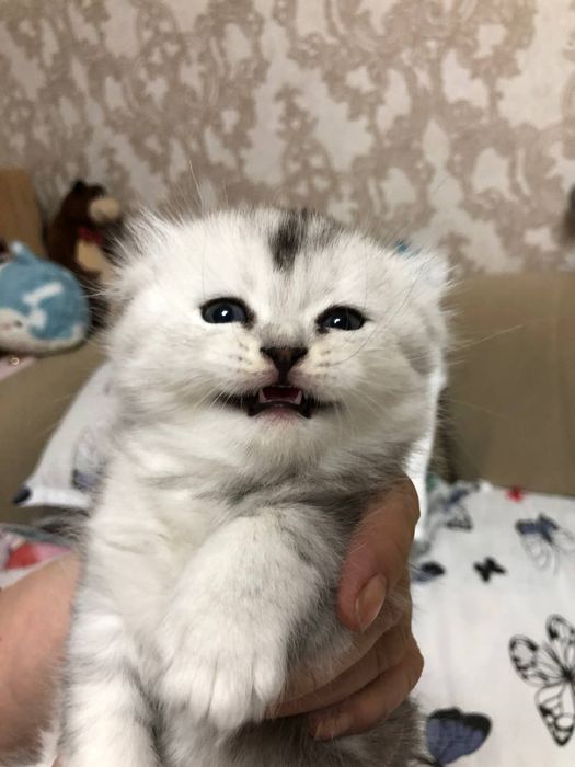 Котята окрас серебристая шиншила
