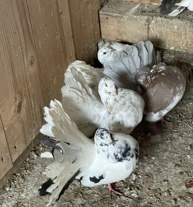 Porumbei voltați de vânzare