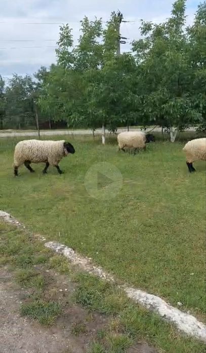 Oi suffolk mai multe detali la tel