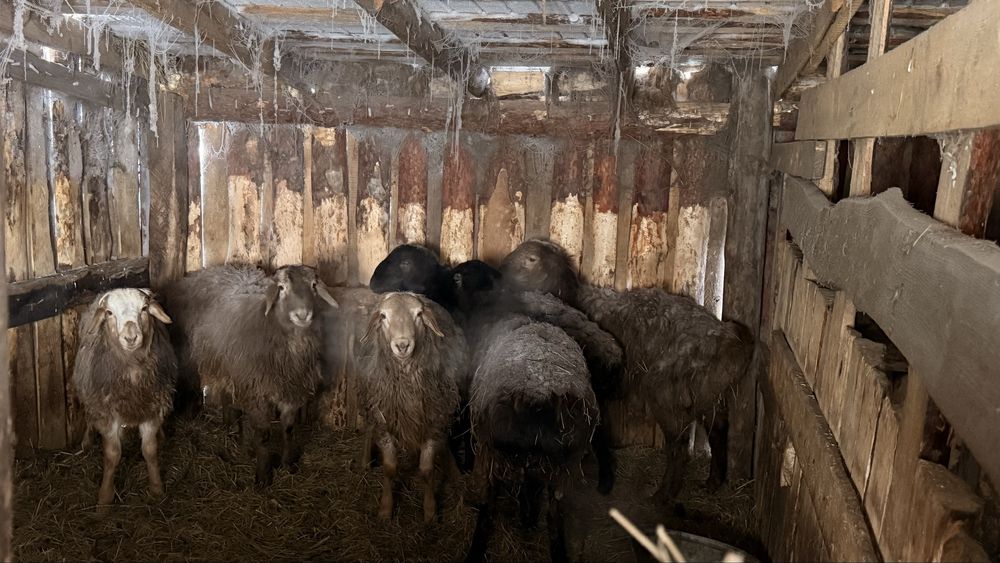 Продам кошкаров