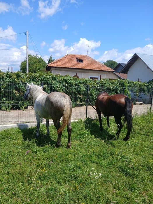 Iapa Murgă de vânzare