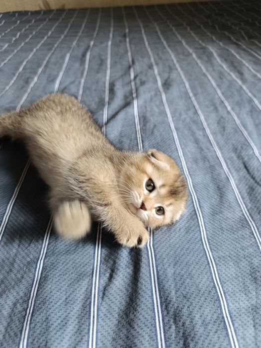 Продам котят скотиш фолд