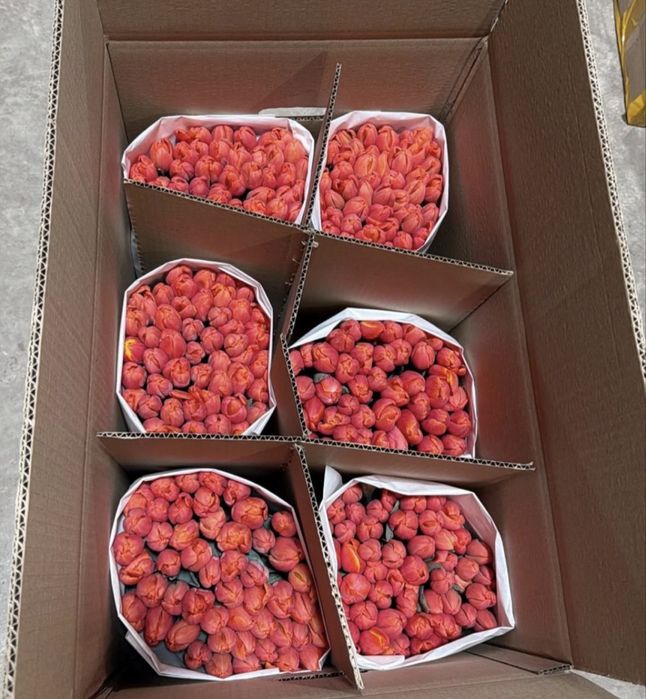 Тюльпаны беларусы 750