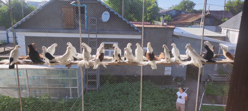 Продаю голубей..