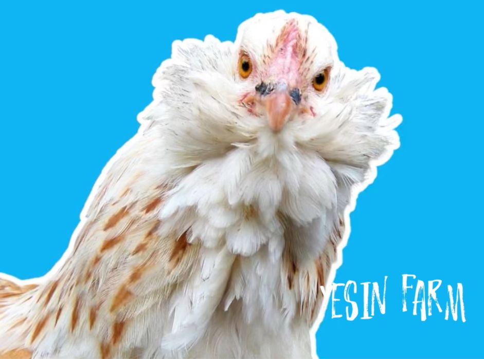 Инкубационные яйца породные куры из Россий под заказ, поставщик