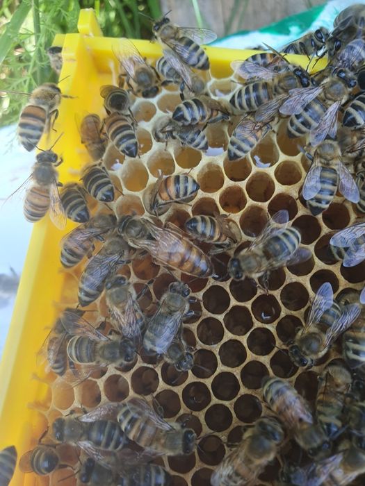 Vand Matci imperecheate ,Regine imperecheate Carpatină,Carnica. Și Buckfast