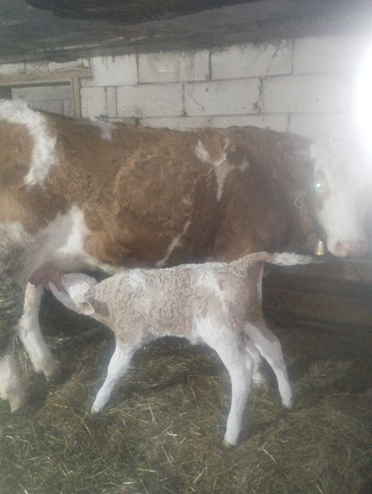 Vând vaci cu viței