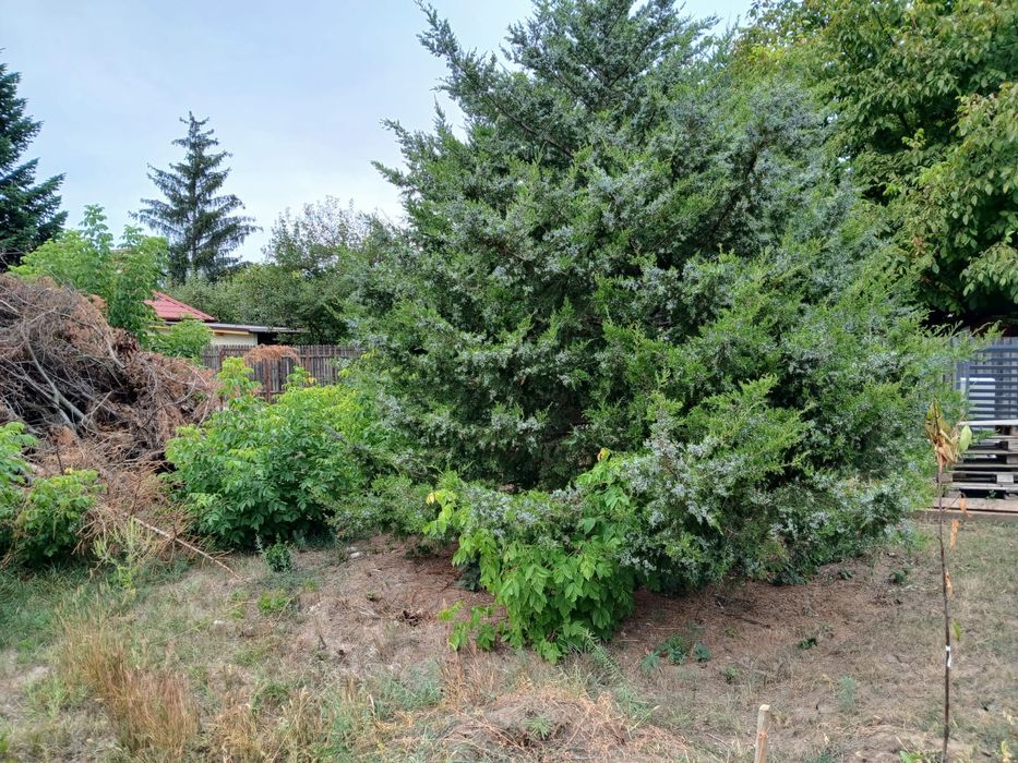 VLADICEASCA SNAGOV teren intravilan