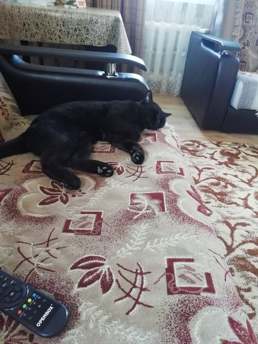 Пародистый кот!!! В Сортировке.