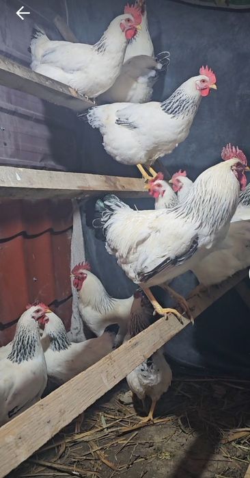 Инкубационный яцсо Адлер