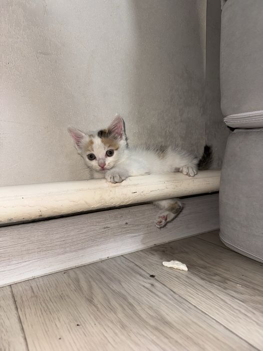 Отдам котят бесплатно