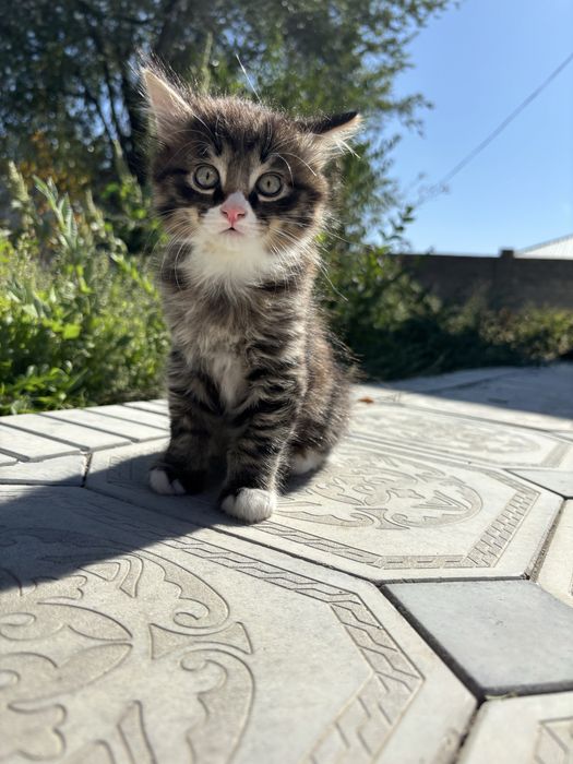 Отдам в хорошие руки котенка девочка